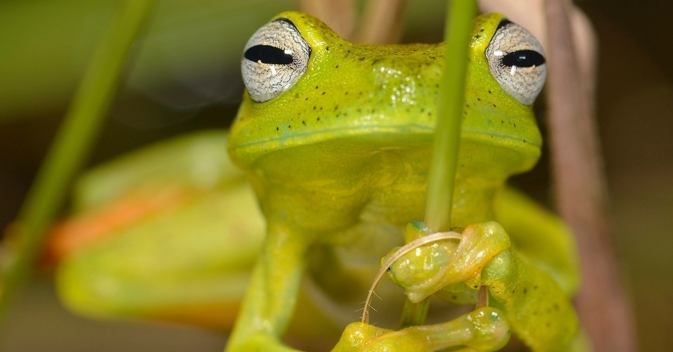 Anfíbio da Mata atlantica - iGUi Ecologia