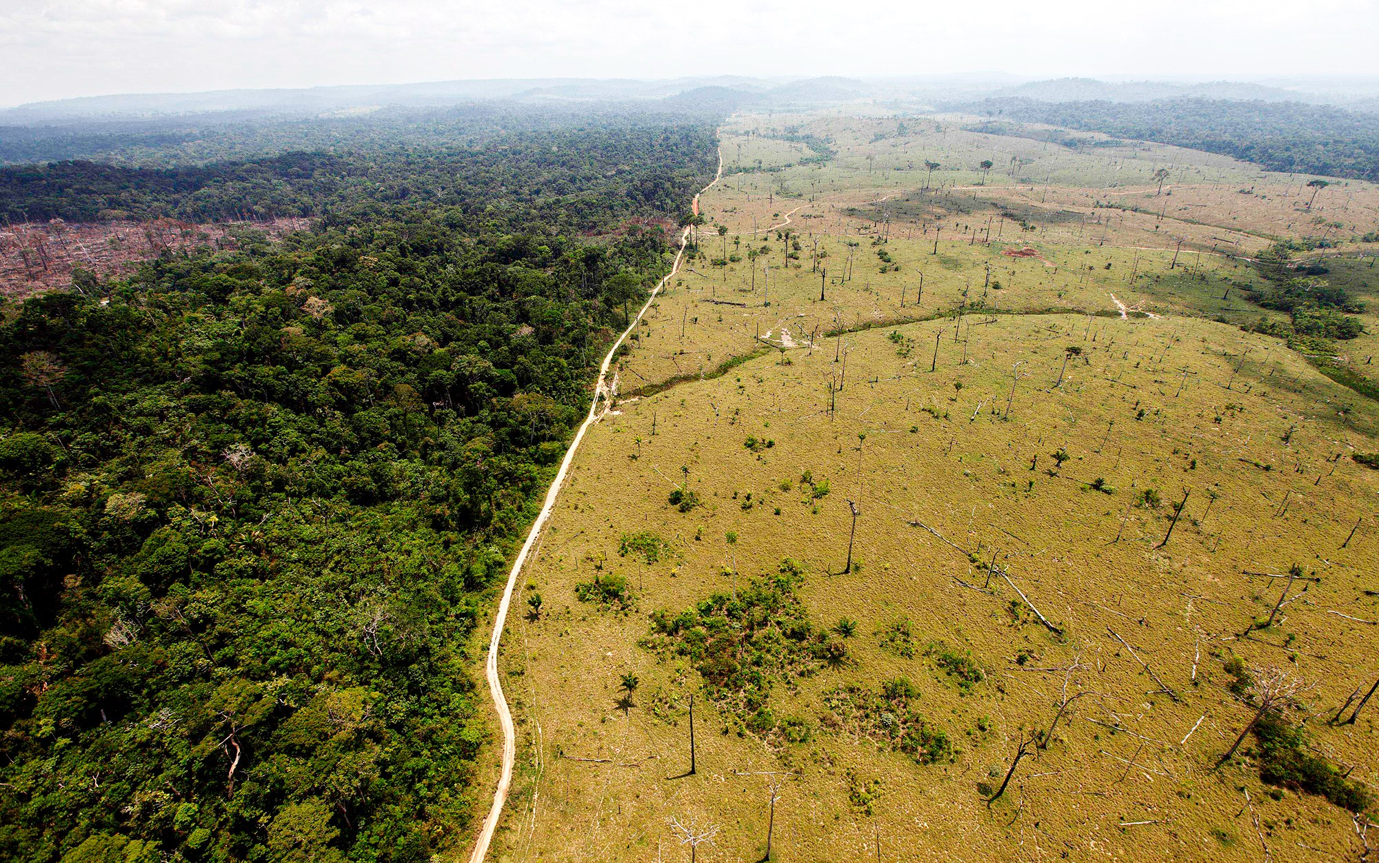 Como o desmatamento afeta o ciclo da água? - iGUi Ecologia
