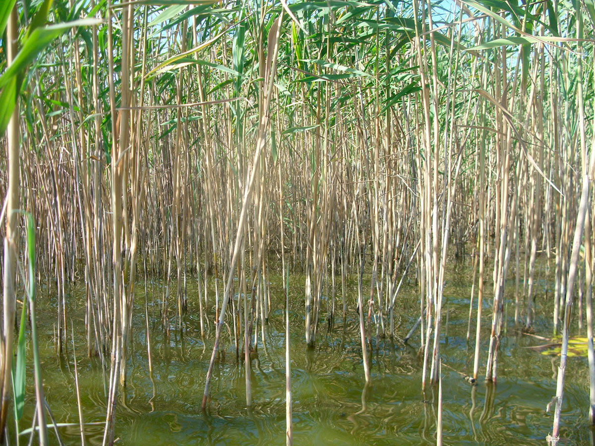 Caniços - iGUi Ecologia