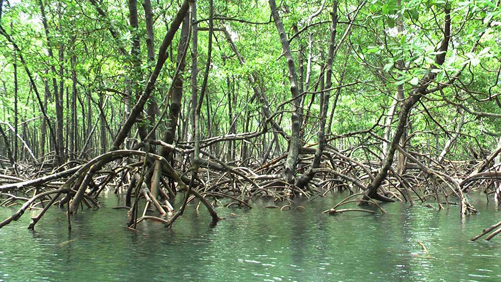 Diferença entre água doce, água salgada e água salobra - iGUi Ecologia